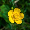 Buttercup 2101802 960 720